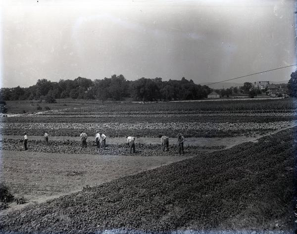 Male Students Working in a Field, c. 1910