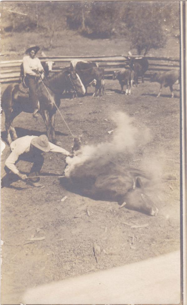 Two men brand a bull, c.1910
