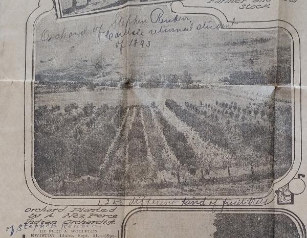 Orchard Planted by a Nez Perce Indian Orchardist, c.1910