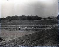 Male Students Working in a Field, c. 1910