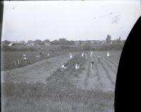 Male and Female Students Working in a Field [view 1], c. 1910