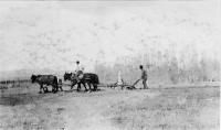 David Little Oldman Plowing Field, #3, 1910