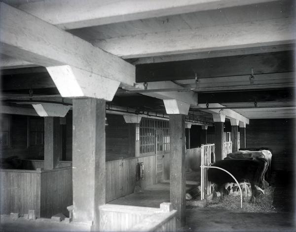 Cows Next to Stalls in the Dairy Barn, c. 1910