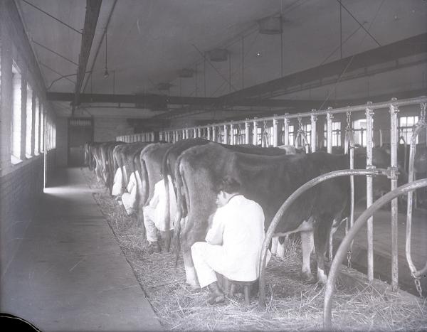 Male Students Milking Cows, c. 1910