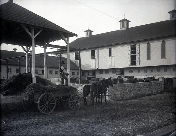 Wagon of Hay Outside School Dairy Barn, c. 1910