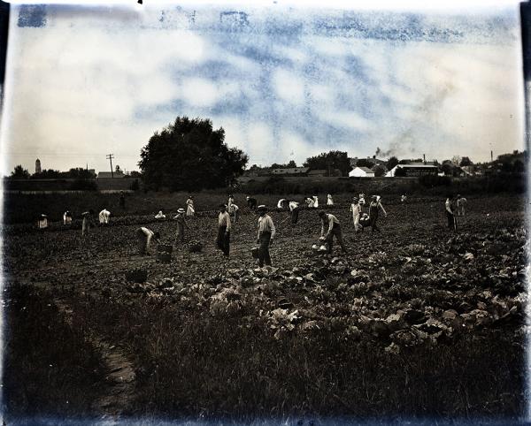 Male Students Working in a Field at the School, c. 1910