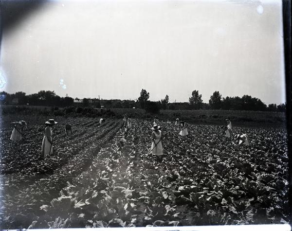 Female Students Working in a Field at the School, c. 1910