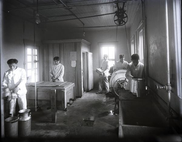 Milk Processing at the Dairy, c. 1910