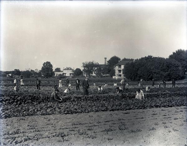 Male and Female Students Working in a Field [view 3], c. 1910