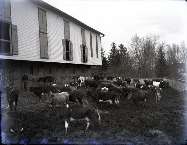 Cows Outside a Barn, c. 1902