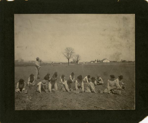 Students Planting Onions [version 1], 1901