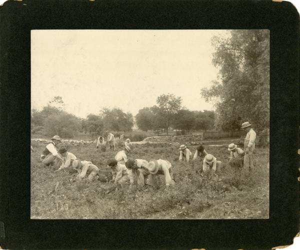 Male Students Weeding, 1901