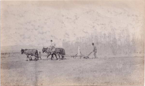 David Little Oldman Plowing Field, #3, 1910