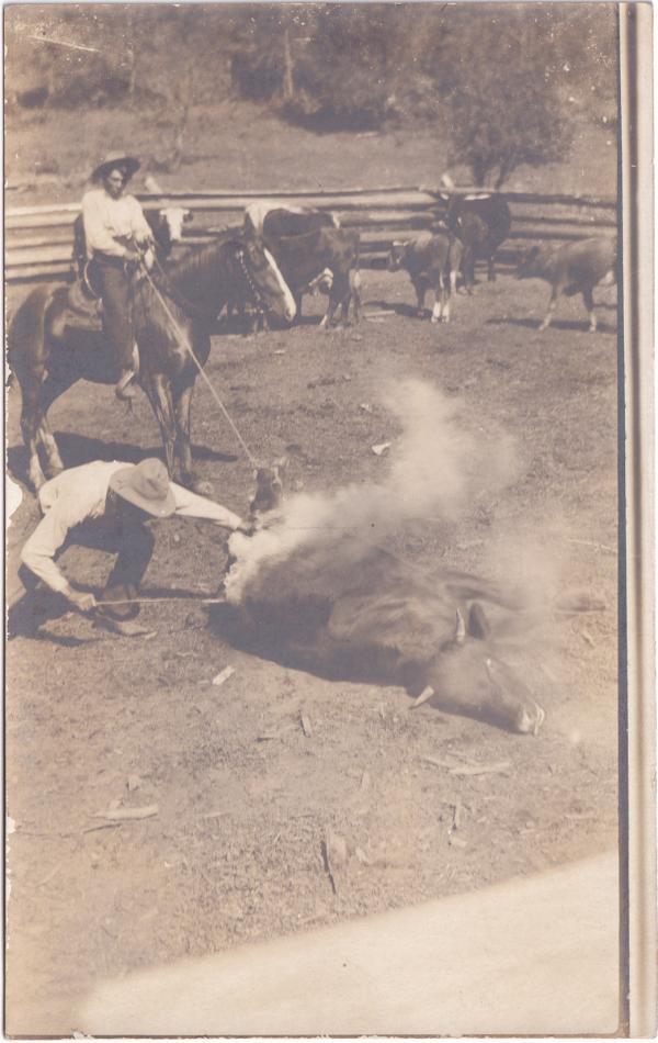 Two men brand a bull, c.1910