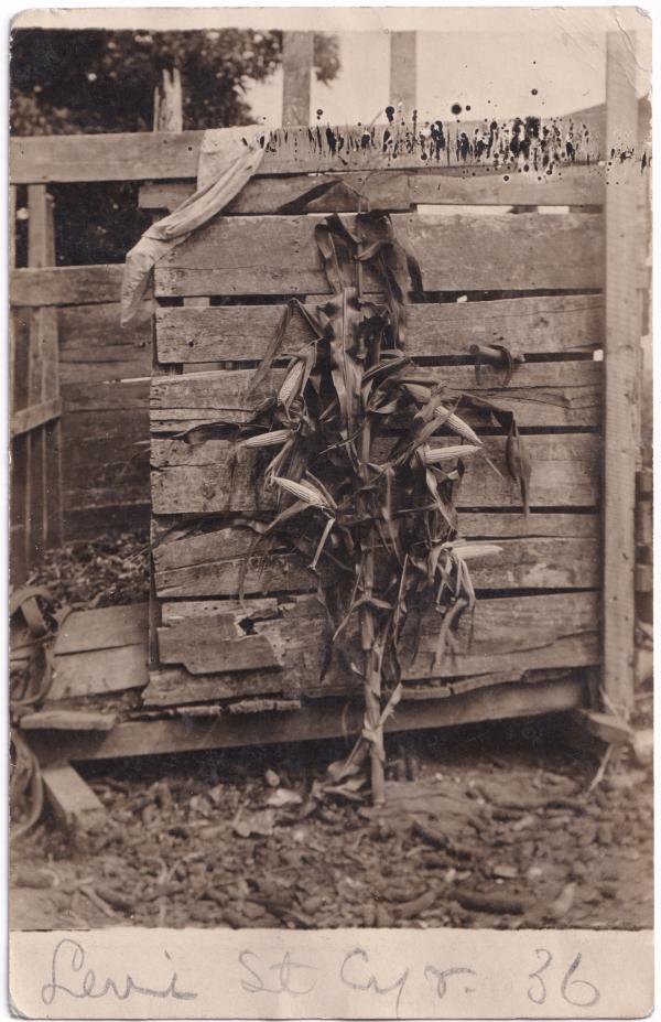 Levi St. Cyr's Corn, c.1910