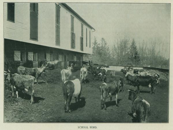 Barn and School Herd of Cows, 1902