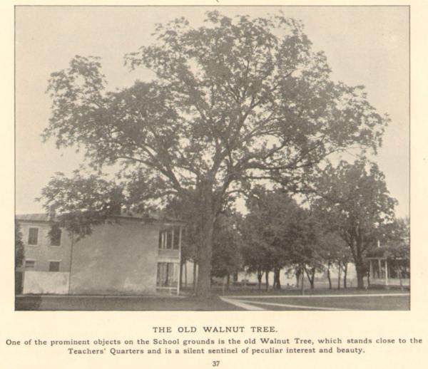 The Old Walnut Tree, c. 1895
