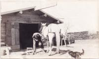 David Little Old Man Shoeing a Horse, 1910