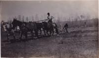 David Little Oldman Plowing Field, #1, 1910