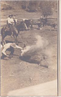 Two men brand a bull, c.1910