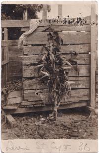 Levi St. Cyr's Corn, c.1910