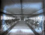 Cows in the Dairy Barn, c. 1910