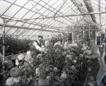Working in the Greenhouse [version 1], c. 1910