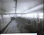 Row of Cows Eating Hay in Barn, c. 1910