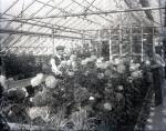 Working in the Greenhouse [version 2], c. 1910