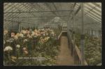 color image; a view of the interior of one of the greenhouses, in the foreground is a bed of flowering plants (white, yellow and pink flowers), in the background are raised beds of greenery, the poles which support the roof are visible to the right and run from foreground to background
