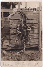 Levi St. Cyr's Corn, c.1910