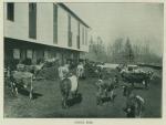 Barn and School Herd of Cows, 1902