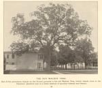 The Old Walnut Tree, c. 1895